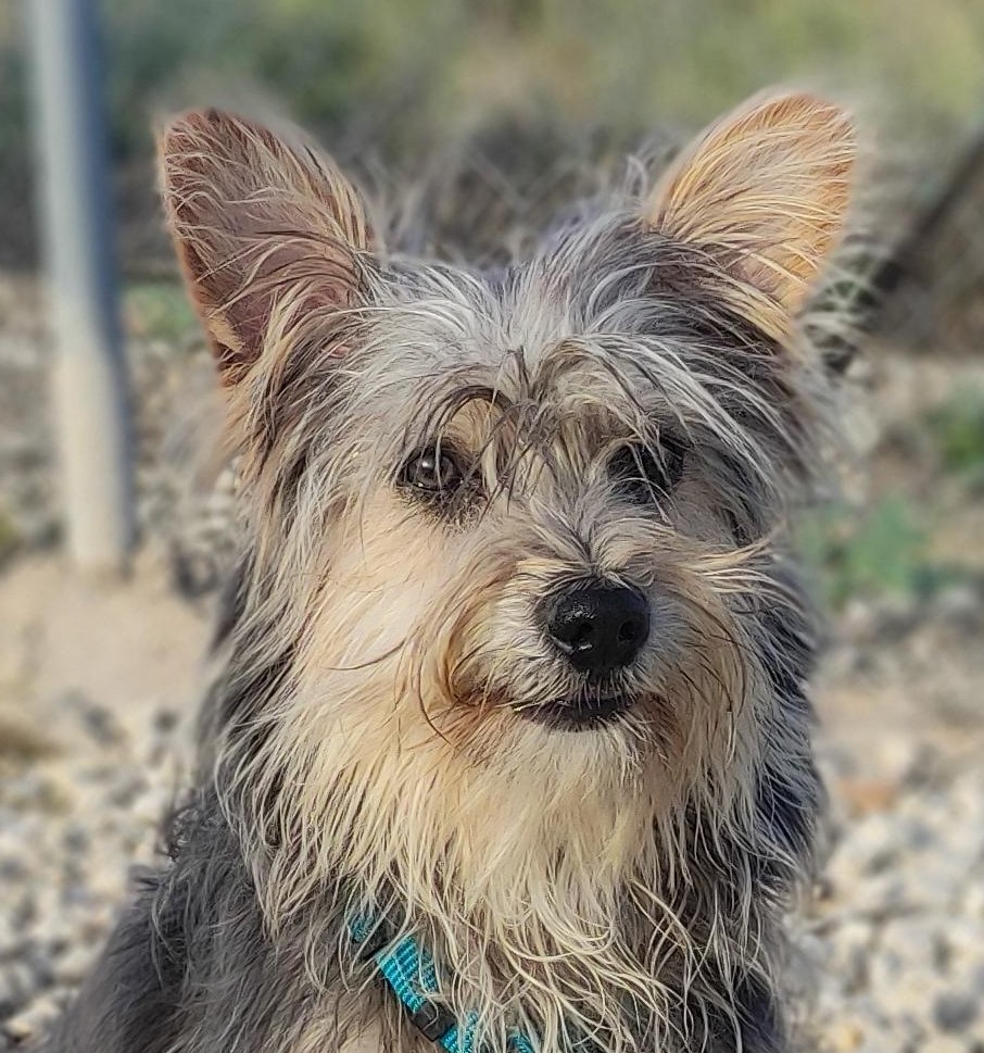 Meeko